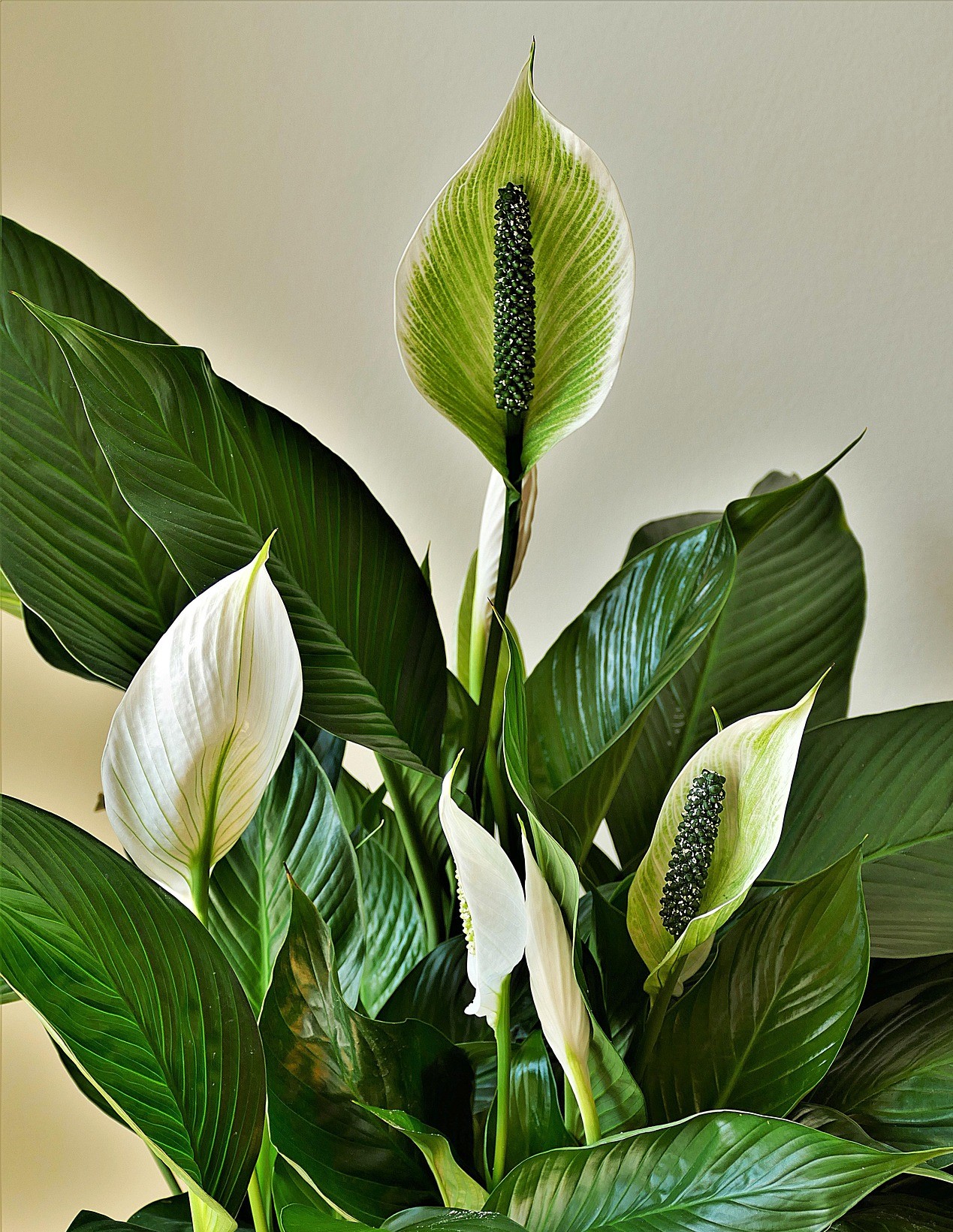 Spatiphyllum-plante-d&eacute;polluante