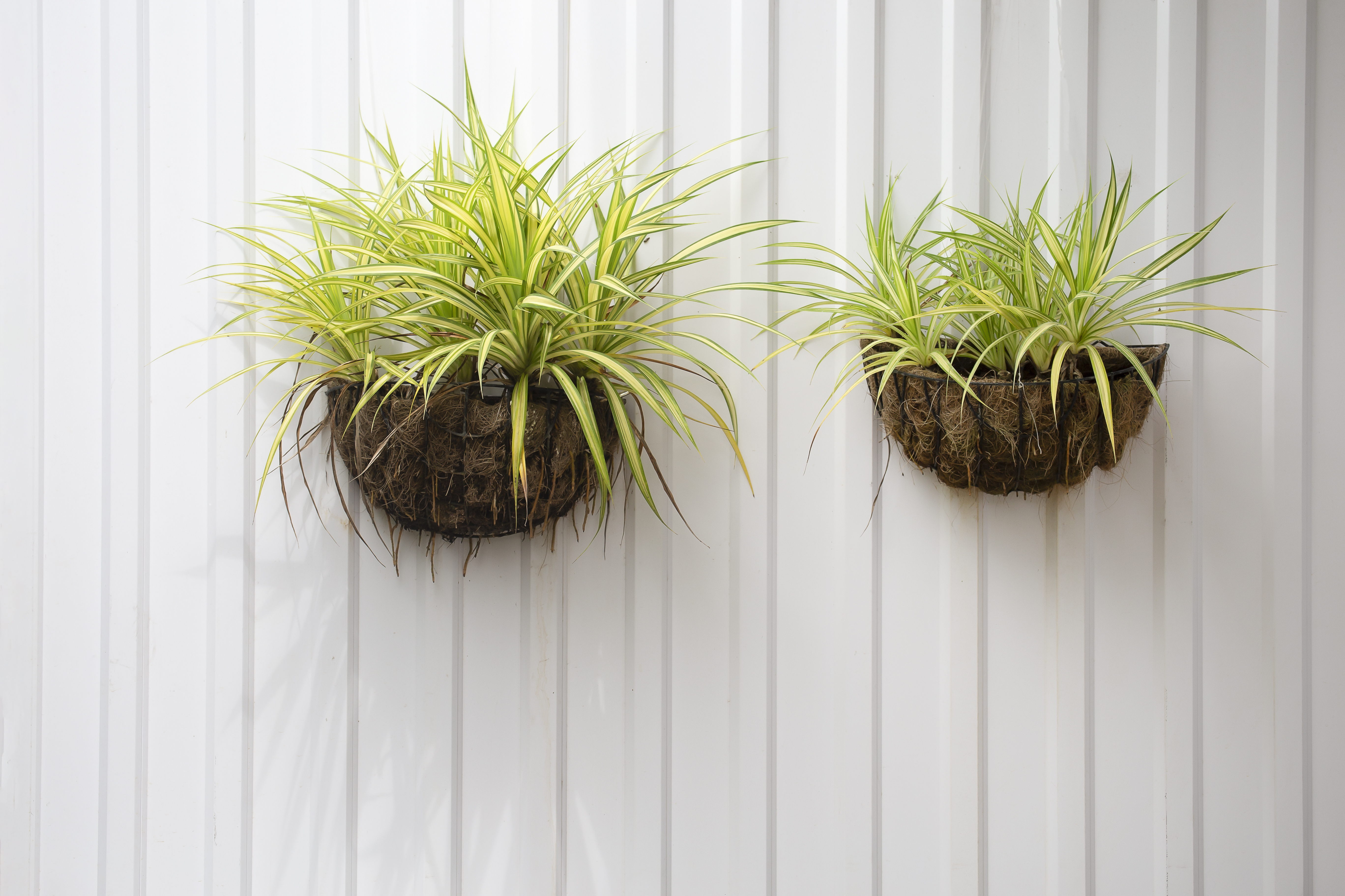 Chlorophytum-comosum-plante-d&eacute;polluante